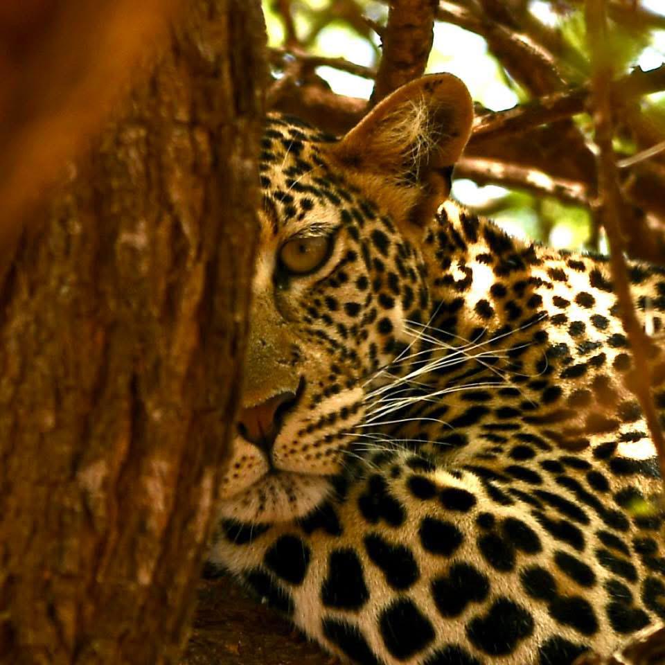 Maasai Mara
